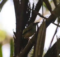 Image of Black-capped Pygmy Tyrant