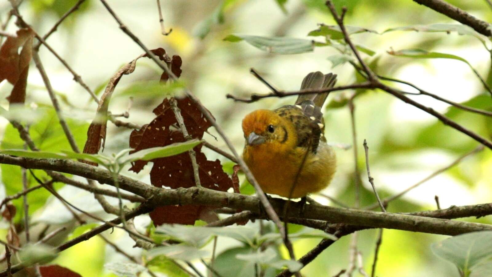 Image of Flame-colored Tanager