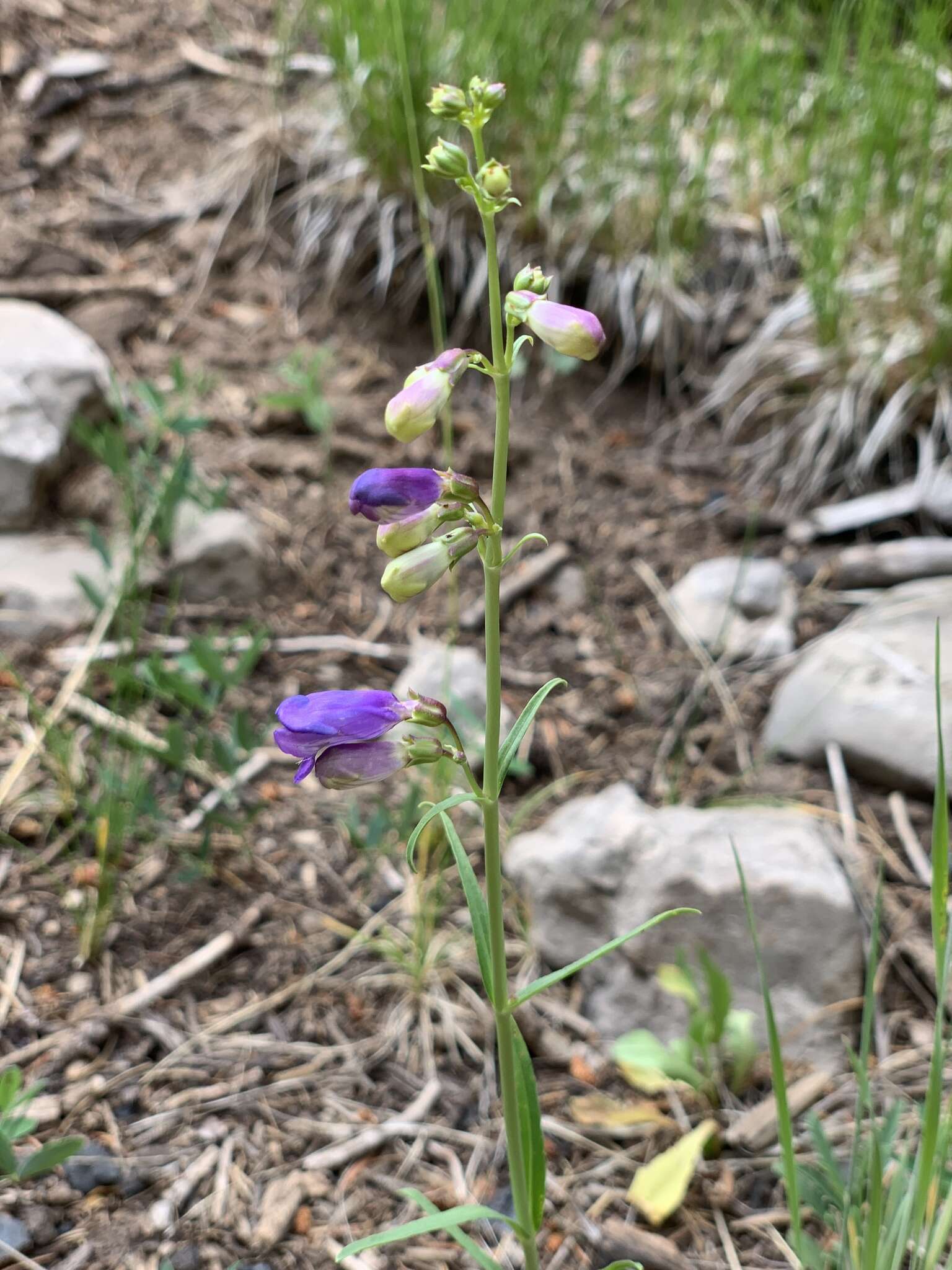 Image of New Mexico beardtongue