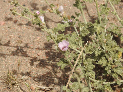 Image of Sphaeralcea mendocina Phil.