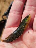 Image of Striped Kelpfish