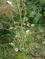 Image of Althaea × taurinensis