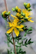 صورة Hypericum perforatum subsp. perforatum