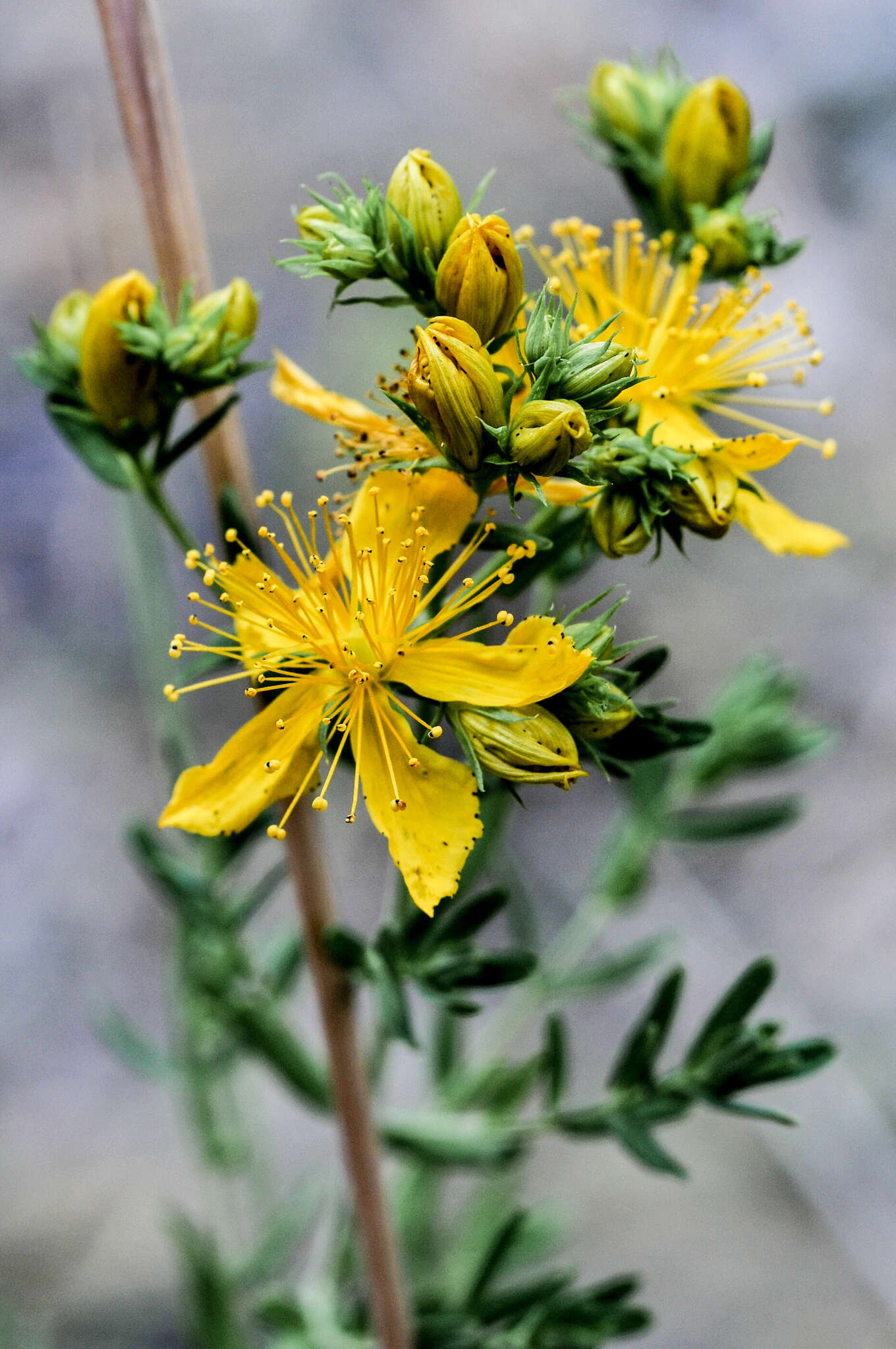 صورة Hypericum perforatum subsp. perforatum