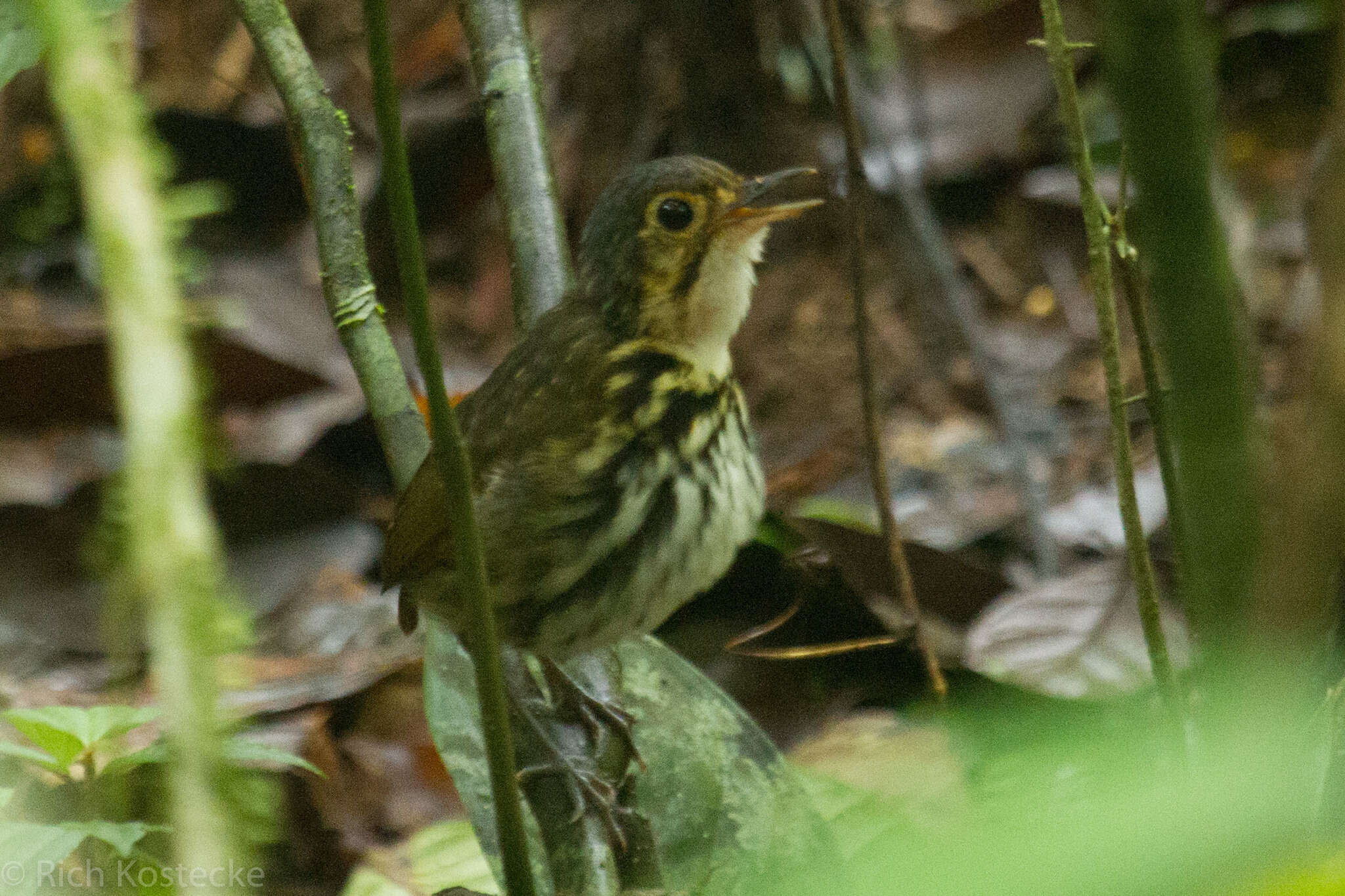 Image of Spectacled Antpitta