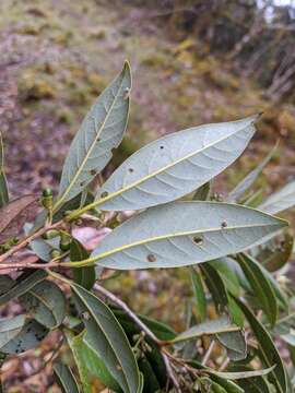 Image of Litsea morrisonensis Hayata