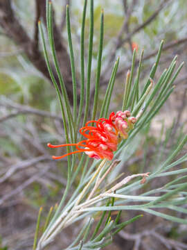 Image of Grevillea cagiana Mc Gill.