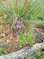 Imagem de Syncolostemon canescens (Gürke) D. F. Otieno