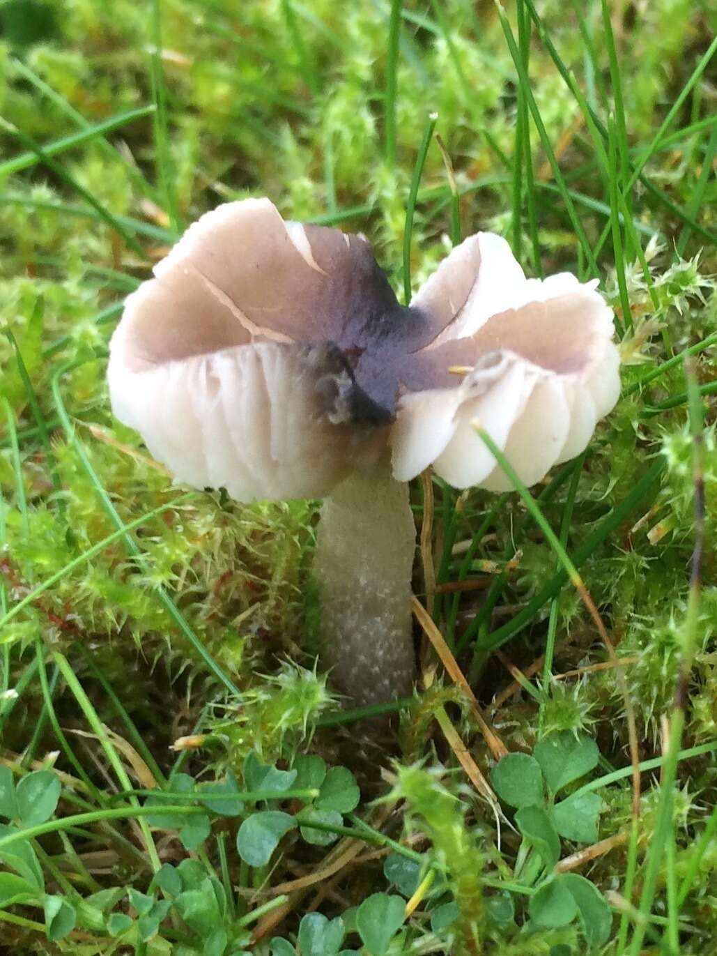 Слика од Dermoloma cuneifolium (Fr.) Singer ex Bon 1986