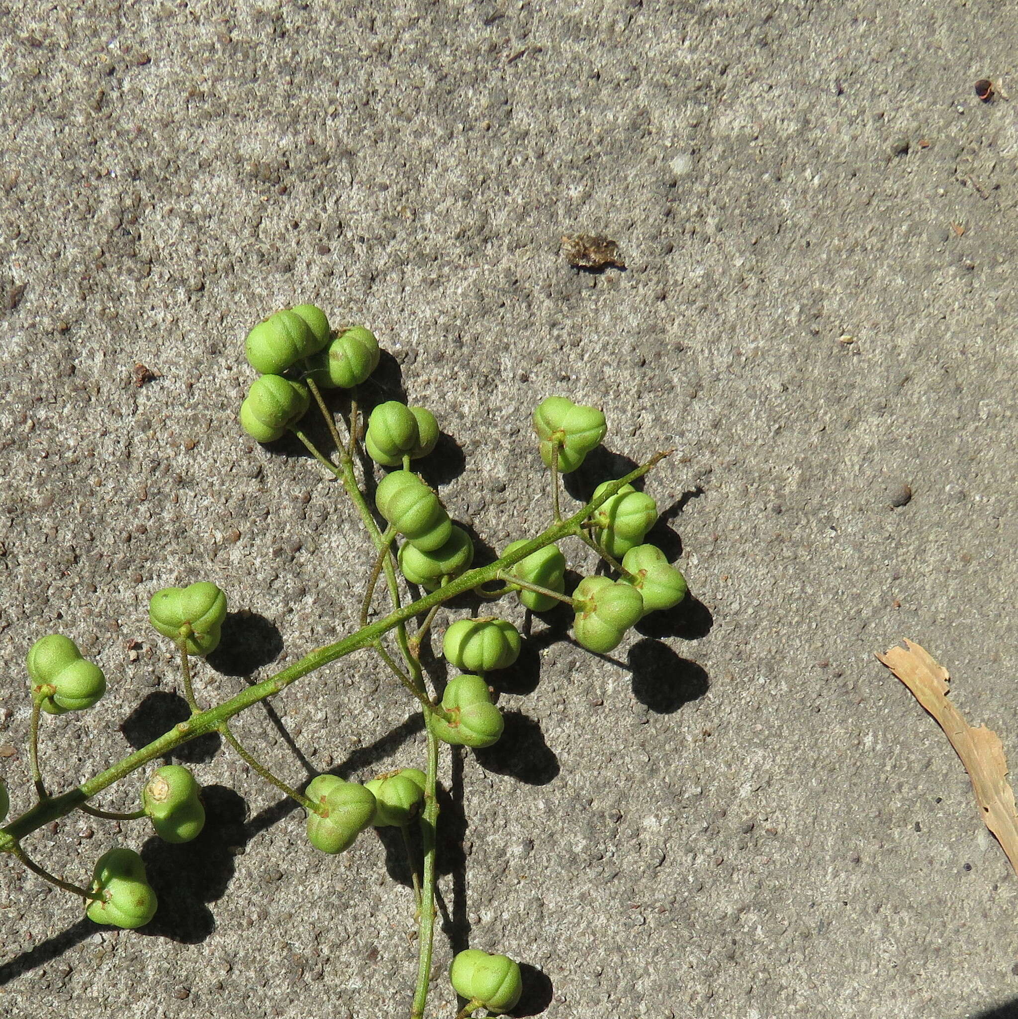 Image of Mallotus polyadenos F. Muell.