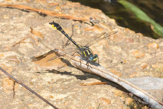 Image of Hylogomphus apomyius (Donnelly 1966)