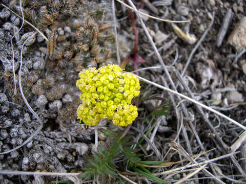 Imagem de Lomatium cous (S. Wats.) Coult. & Rose