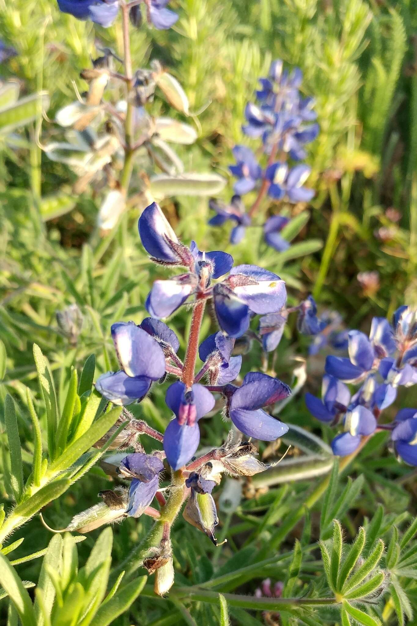 Слика од Lupinus guadalupensis C. P. Sm.