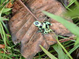 Image of Gold Arrow-poison Frog