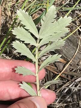 Imagem de Potentilla hippiana Lehm.