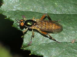 Image of Chorisops nagatomii Rozkosny 1979