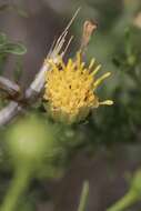 Image of yellow aster