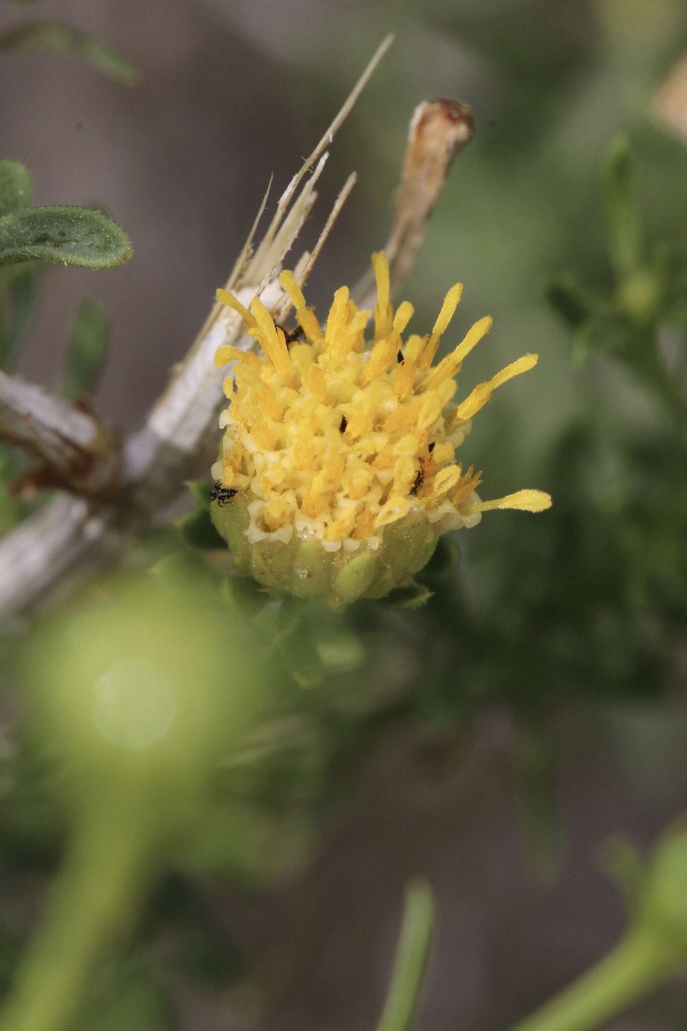 Image of yellow aster