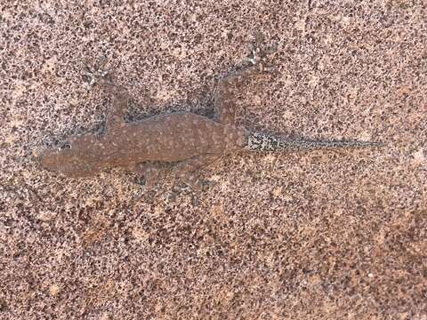 Image of Barnard’s Namib Day Gecko