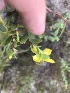 Imagem de Hypericum edisonianum (Small) P. Adams & N. Robson