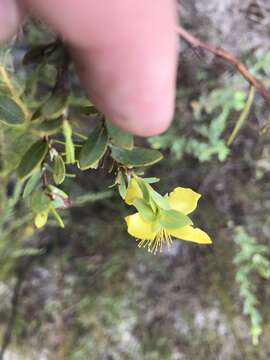 Image of Arcadian St. John's-Wort