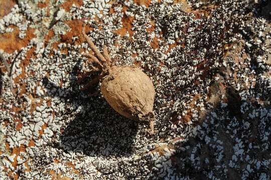 Image of Drimia intricata (Baker) J. C. Manning & Goldblatt