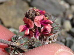 Plancia ëd Indigofera alternans DC.