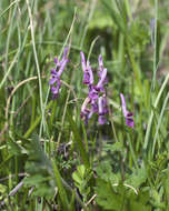 Image of Corydalis decumbens (Thunb.) Pers.