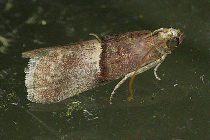 Acrobasis exsulella Zeller 1848 resmi