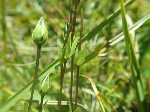 Image of Lomatogonium carinthiacum (Wulfen) Reichenb.