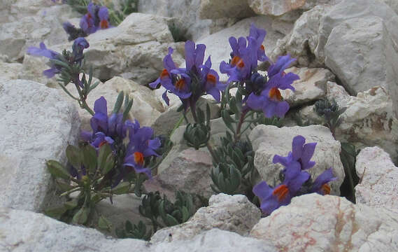 Image of Alpine toadflax