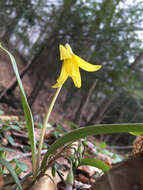 Image of dogtooth violet