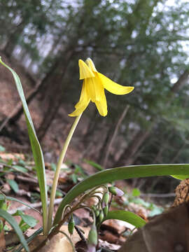 Imagem de Erythronium americanum subsp. americanum