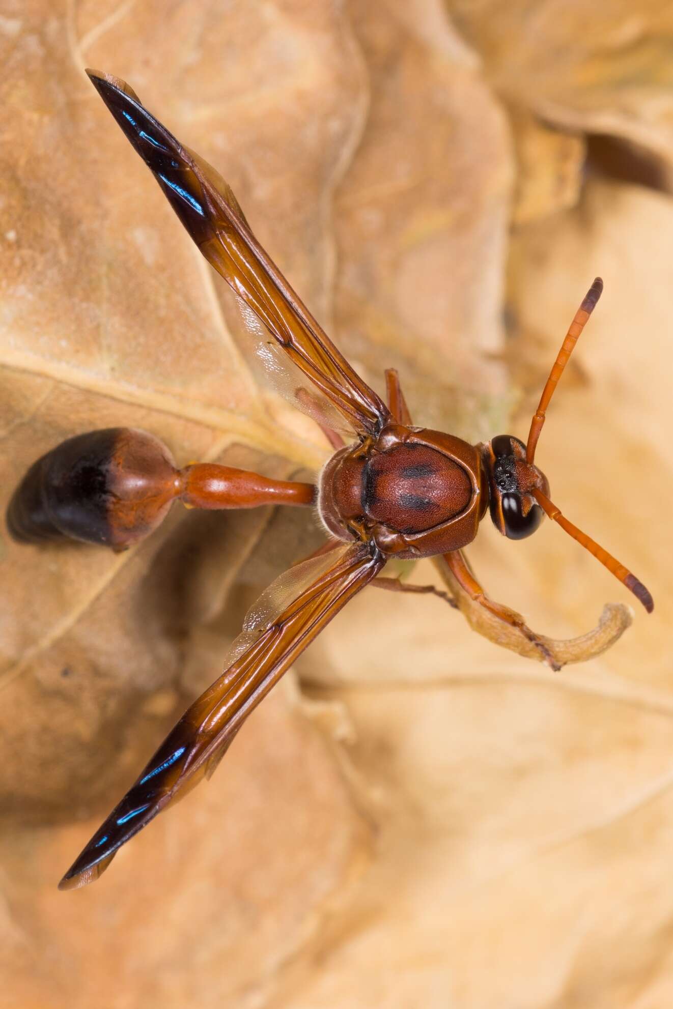 Image of Caterpillar hunting wasp