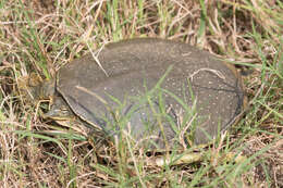 Слика од Apalone spinifera guadalupensis (Webb 1962)