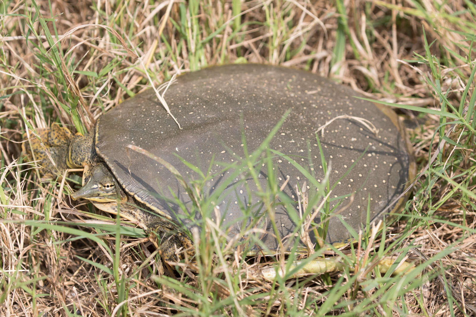 Слика од Apalone spinifera guadalupensis (Webb 1962)