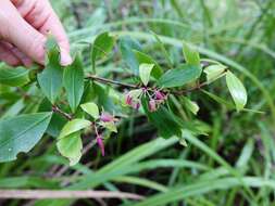 Sivun Pittosporum cornifolium A. Cunn. kuva