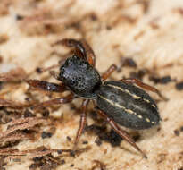 Image of Metacyrba taeniola similis Banks 1904