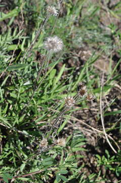 Image of Jurinea cyanoides (L.) Rchb.