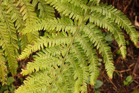 Image of Polystichum pungens (Kaulf.) C. Presl