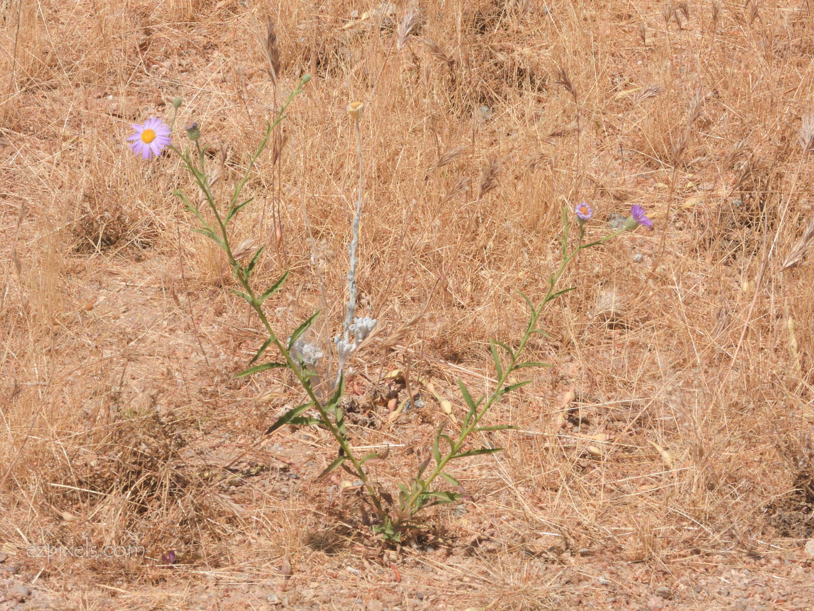 Image of fall tansyaster