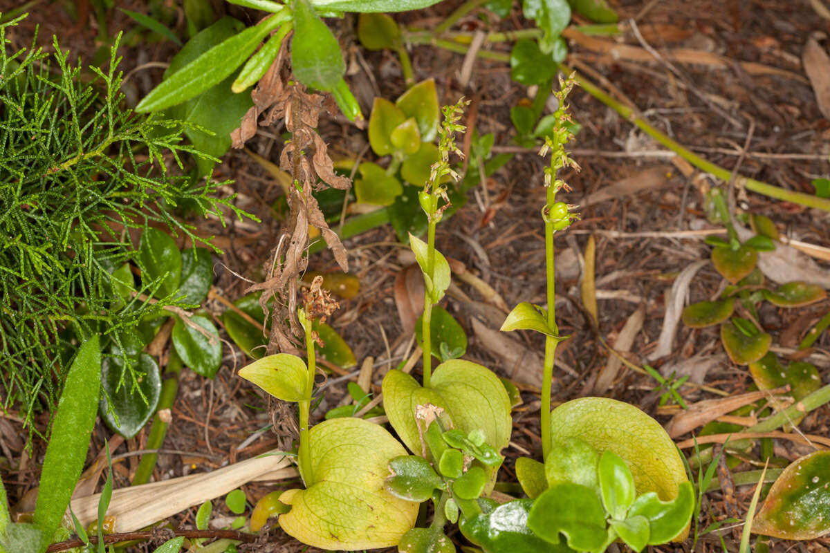 Image of Gennaria diphylla (Link) Parl.