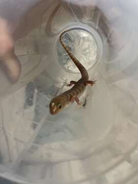 Image of Broad Banded Sand Swimmer