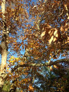 Слика од Quercus montana Willd.