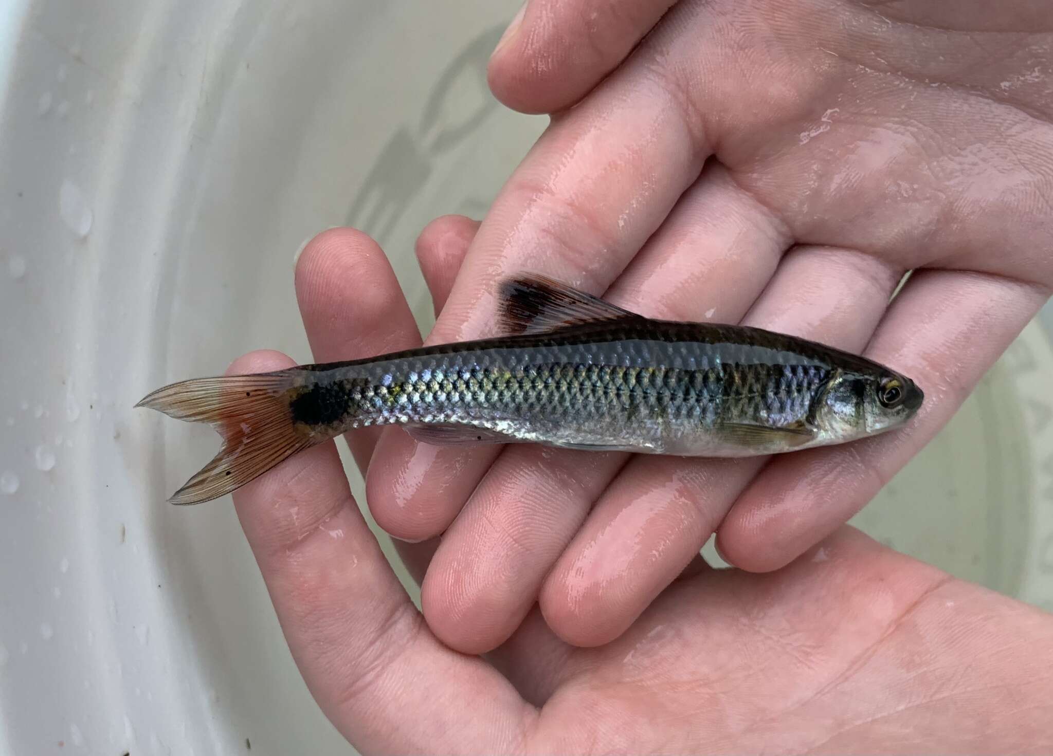 Image of Alabama shiner