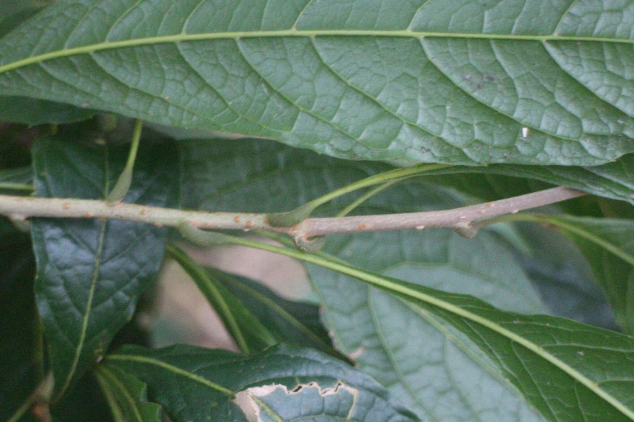 Plancia ëd Meliosma callicarpifolia Hayata