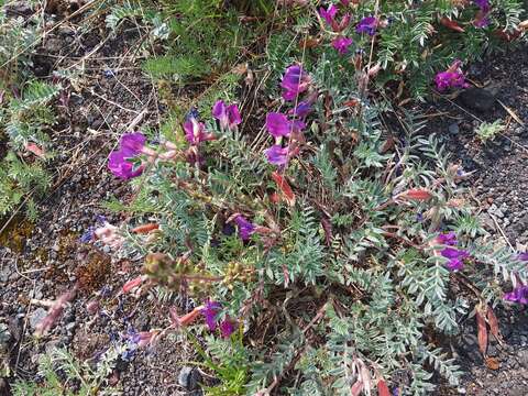 Image de Oxytropis revoluta Ledeb.