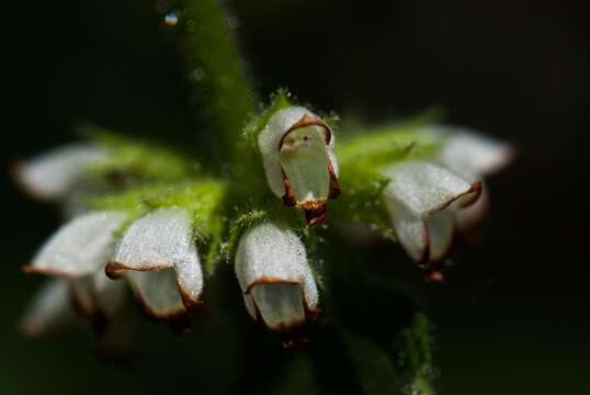 Image of Sideritis infernalis Bolle