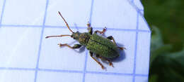 Phyllobius (Phyllobius) betulinus Bechstein & Scharfenberg 1805 resmi