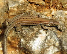 Image of Dalmatian Wall Lizard